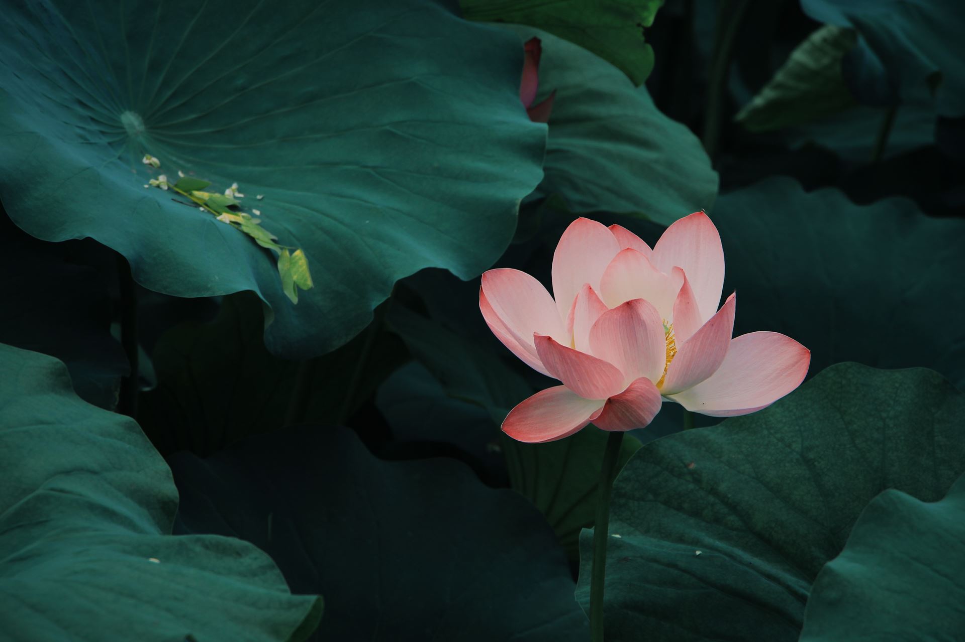 lily