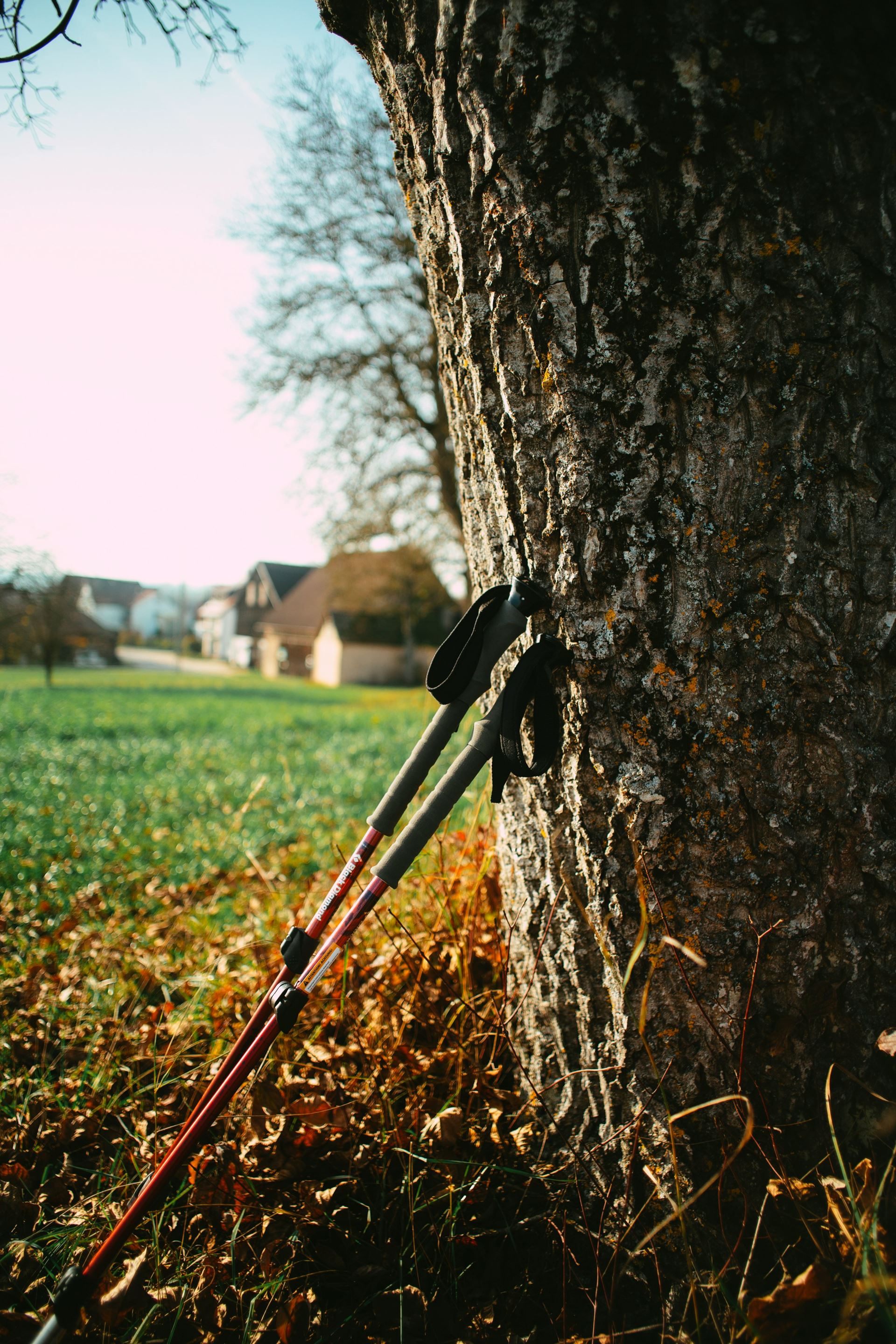 walking stick